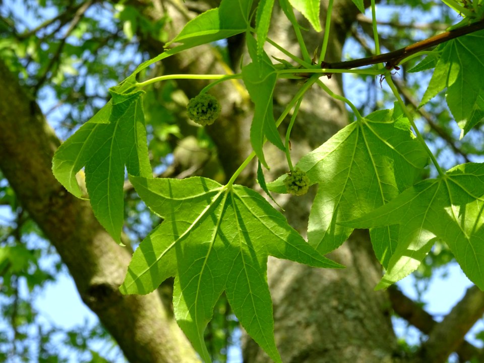 Feuilles et fleurs en capitule sphérique, Copalme d'Amériq… 