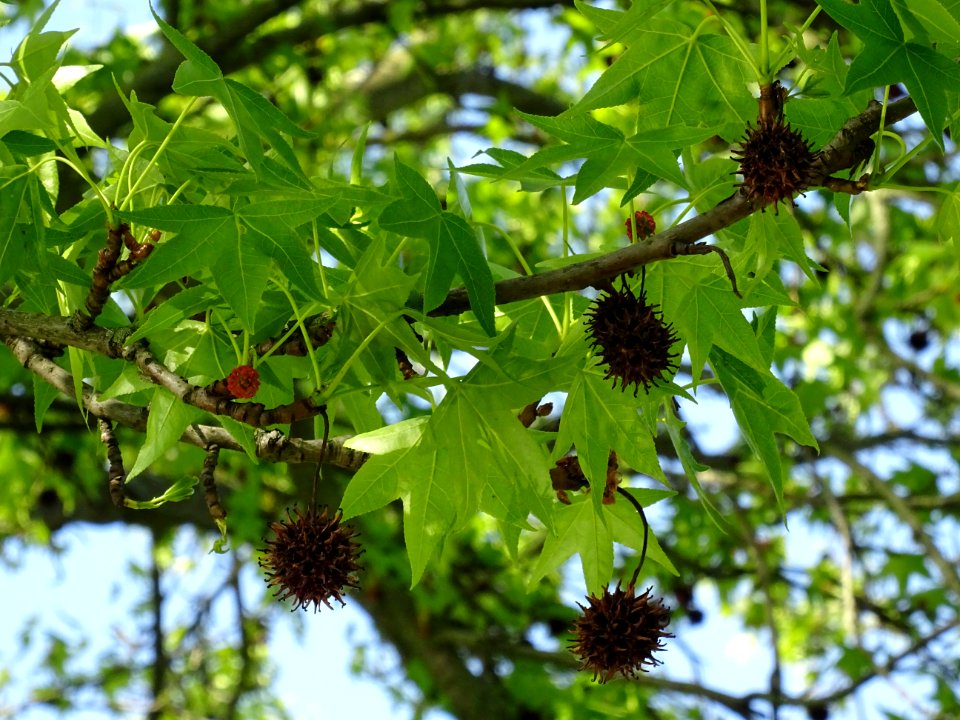 Feuilles et fleurs en capitule sphérique, Copalme d'Amériq… 