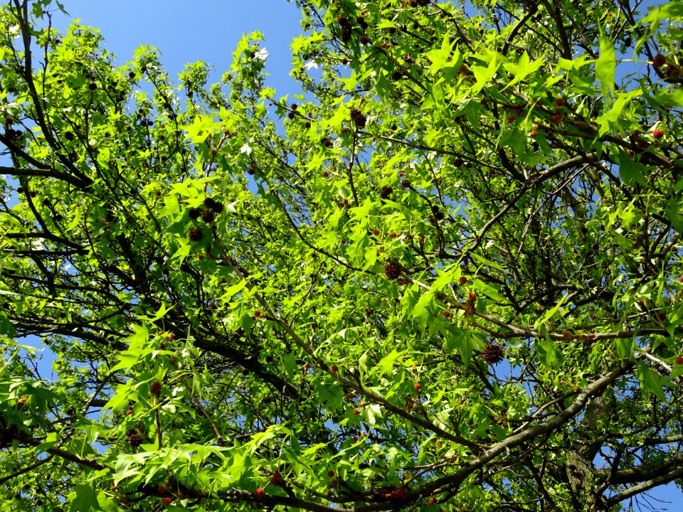 Feuilles et fleurs en capitule sphérique, Copalme d'Amériq… 