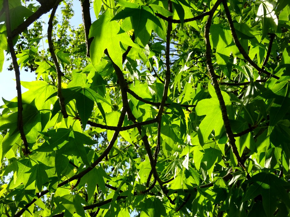 Feuilles et fleurs en capitule sphérique, Copalme d'Amériq… 