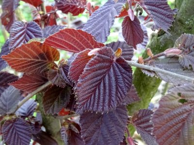 Feuilles de noisetier pourpre, Corylus maxima purpurea, Bé… 