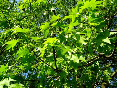 Feuilles et fleurs en capitule sphérique, Copalme d'Amériq… 