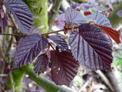 Feuilles de noisetier pourpre, Corylus maxima purpurea, Bé… 