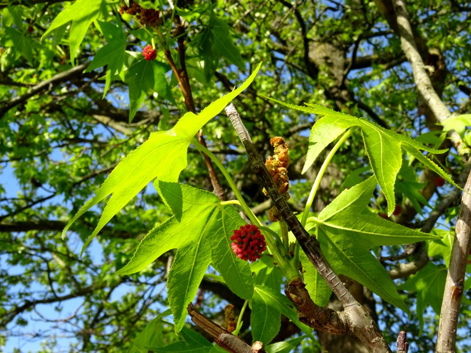 Feuilles et fleurs en capitule sphérique, Copalme d'Amériq… 