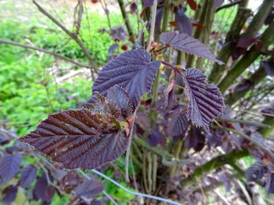 Feuilles de noisetier pourpre, Corylus maxima purpurea, Bé… 