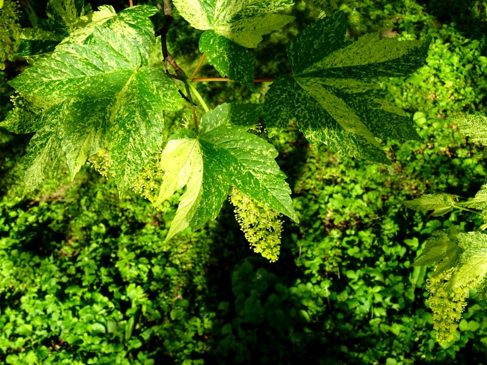 Feuilles et grappes de fleurs de l'Erable sycomore à feuil… 