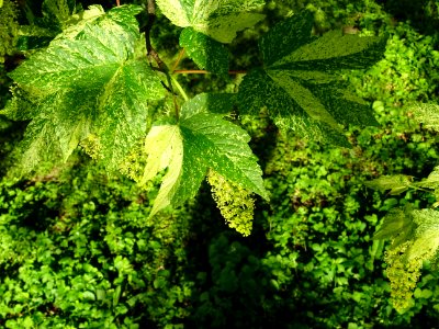 Feuilles et grappes de fleurs de l'Erable sycomore à feuil… 