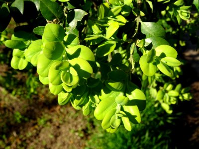 Buis, Buxus, Buxacées 