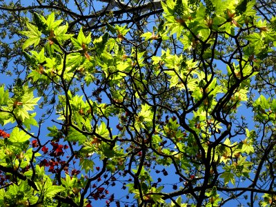 Feuilles et grappes de fleurs de l'Erable sycomore à feuil… 