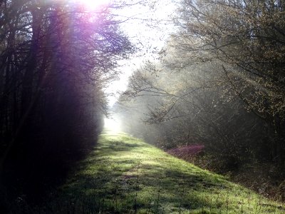 Lumière matinale dans un layon de la Forêt Domaniale d'Orl… 