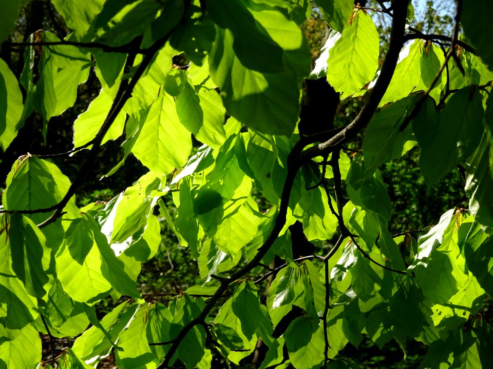 Feuilles de hêtre ou fayard, à stipules, Fagus sylvatica, … 