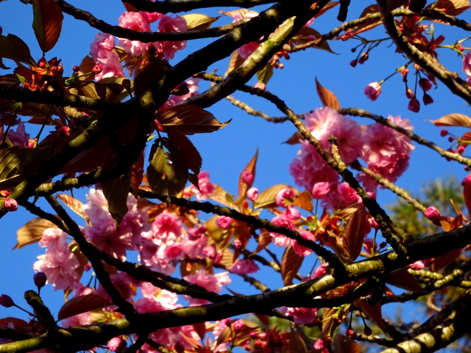 Fleurs du Cerisier du Japon, Prunus serrulata, Rosacées 