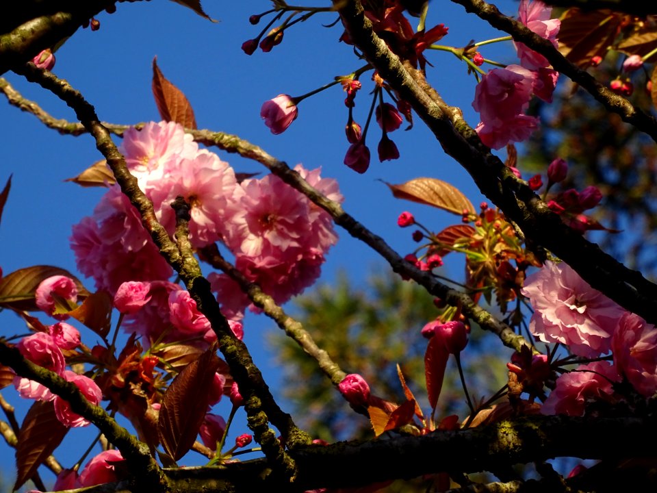 Fleurs du Cerisier du Japon, Prunus serrulata, Rosacées 