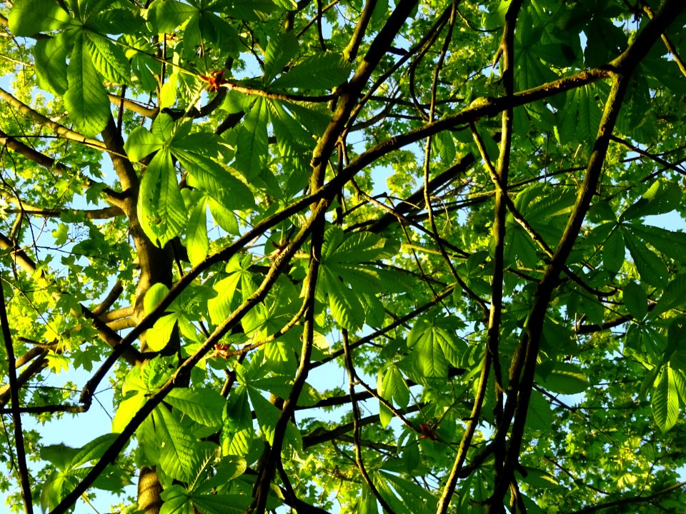 Branches et feuilles, Marronnier d'Inde, Aesculus hippocas… 