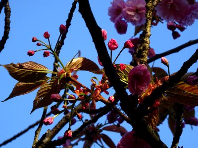 Fleurs du Cerisier du Japon, Prunus serrulata, Rosacées 