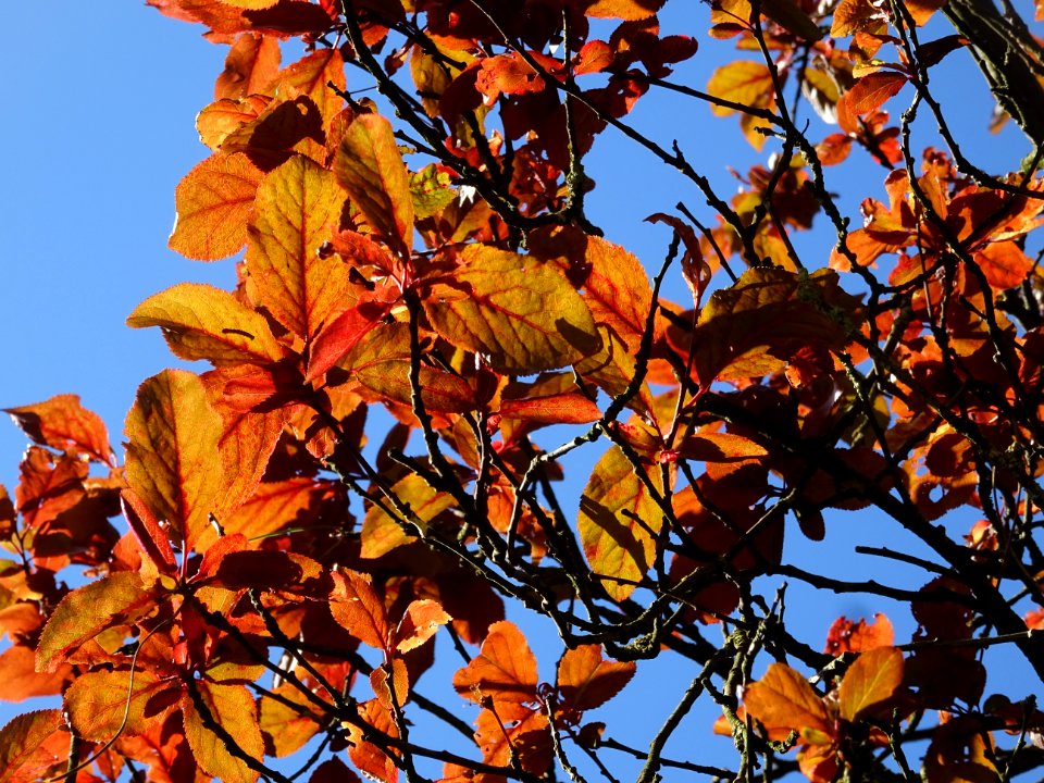 Feuilles de Prunier d'ornement, Prunus cerasifera Pissardi… 