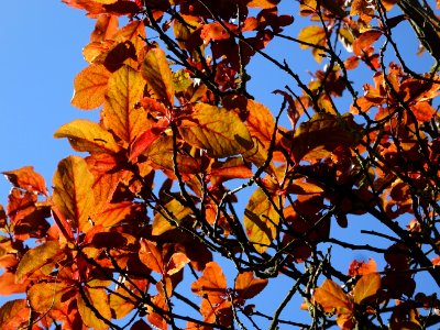 Feuilles de Prunier d'ornement, Prunus cerasifera Pissardi… 