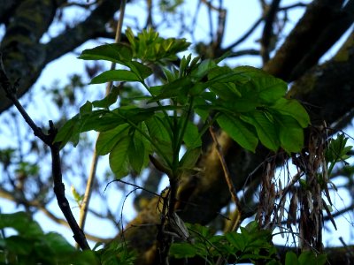 Jeunes feuilles de Frêne élevé, Fraxinus excelsior, Oléacé… 