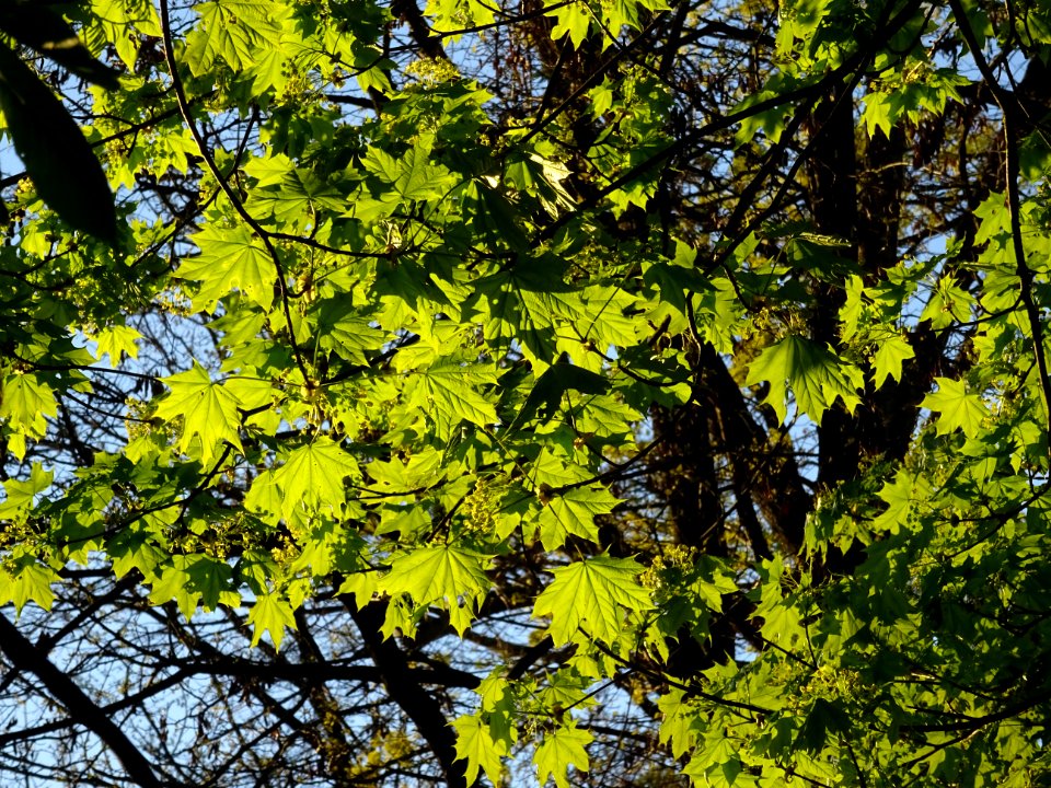 Feuilles d'érable plane, Acer platanoides, Acéracées. Les … 