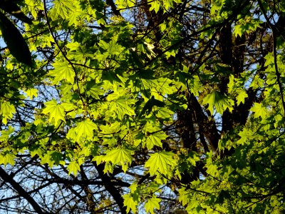 Feuilles d'érable plane, Acer platanoides, Acéracées. Les … 