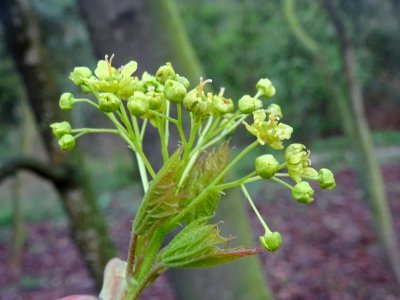Inflorescences dressées et jeunes feuilles d'érable plane,… 