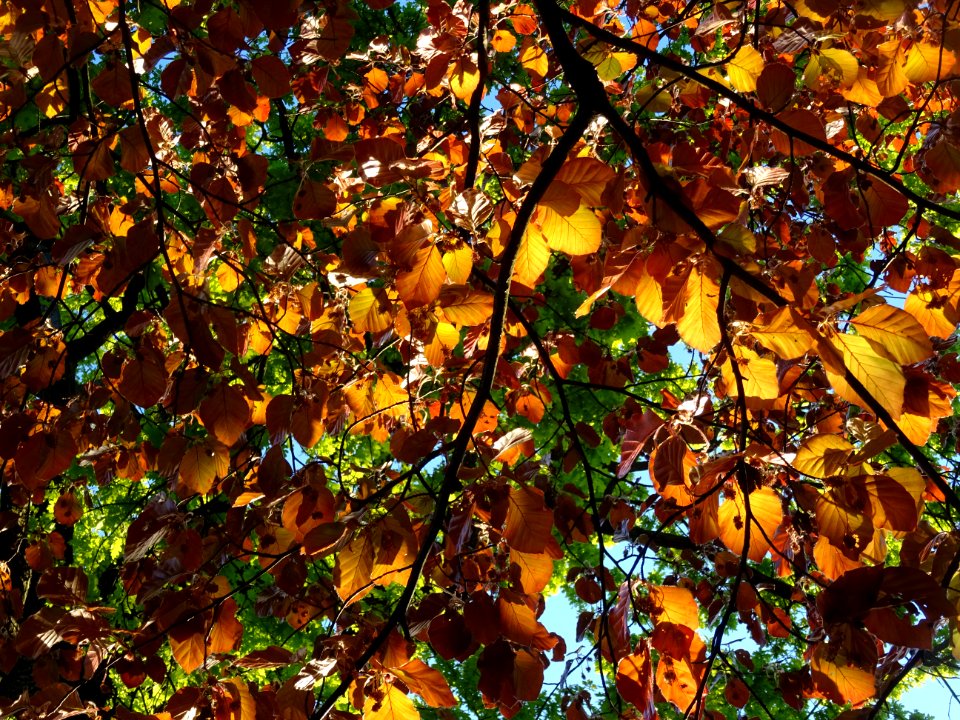 Feuillage du hêtre pourpre, Fagus sylvatica Purpurea, Faga… 