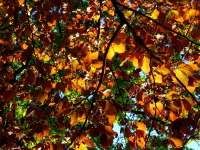 Feuillage du hêtre pourpre, Fagus sylvatica Purpurea, Faga… 