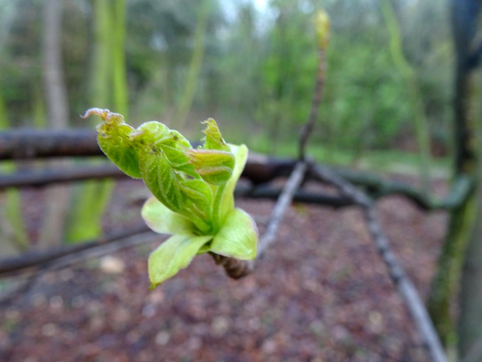Bourgeon et jeunes feuilles d'érable plane, Acer planatoid… 