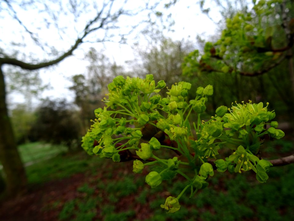 Inflorescences dressées d'érable plane, Acer planatoides, … 