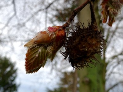 Bourgeon, jeunes feuilles et cupule à épines molles de hêt… photo