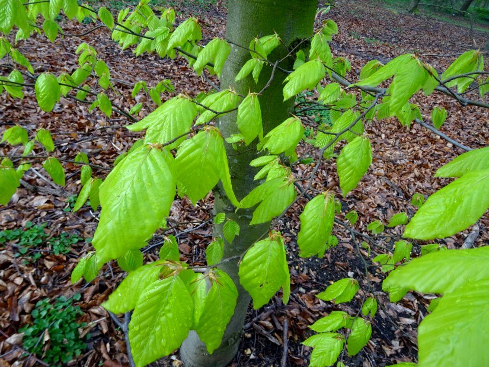 Feuilles de hêtre ou fayard, à stipules, Fagus sylvatica, … 