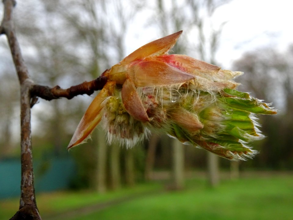 Bourgeon, fleur femelle et jeunes feuilles de hêtre pourpr… 