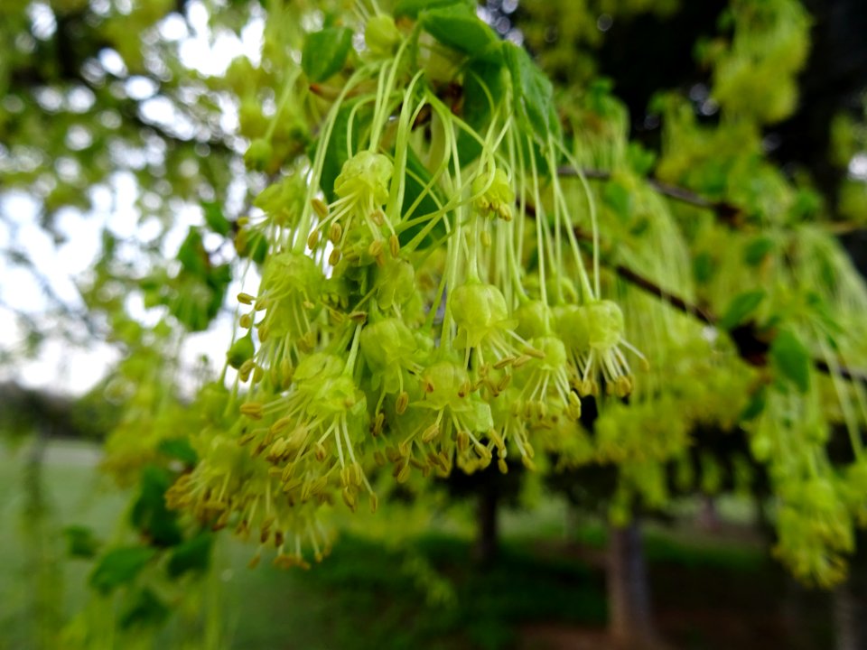 Rameaux d'érable de Montpellier, fleurs aux longs pédoncul… 