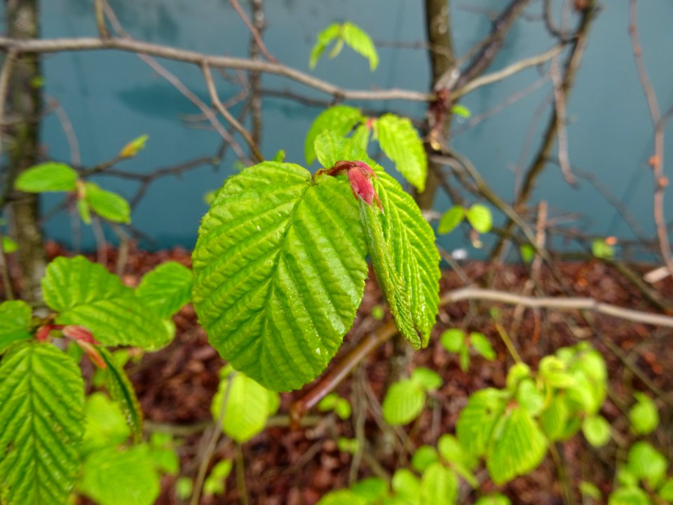 Feuilles de Charme, Carpinus betulus, Corylacées 