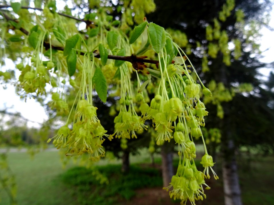 Rameaux d'érable de Montpellier, fleurs aux longs pédoncul… 
