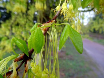 Feuilles trilobées de l'érable de Montpellier, Acer monspe… 