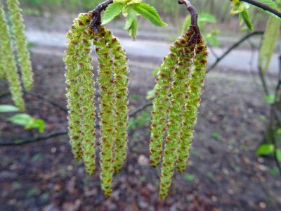Châtons mâles, longs épis de fleurs staminées, Charme, Car… 