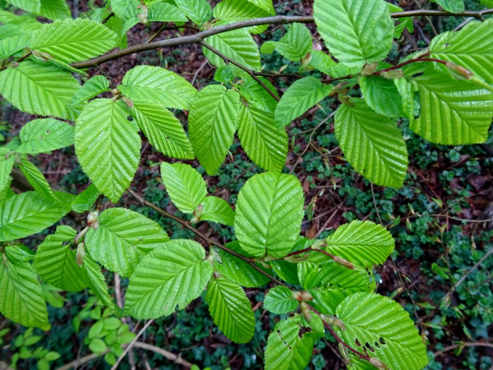 Feuilles de Charme, Carpinus betulus, Corylacées 