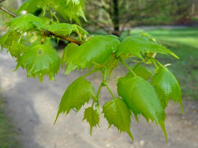Jeunes feuilles de Tilleul de Mongolie ou Tilleul à feuill… 