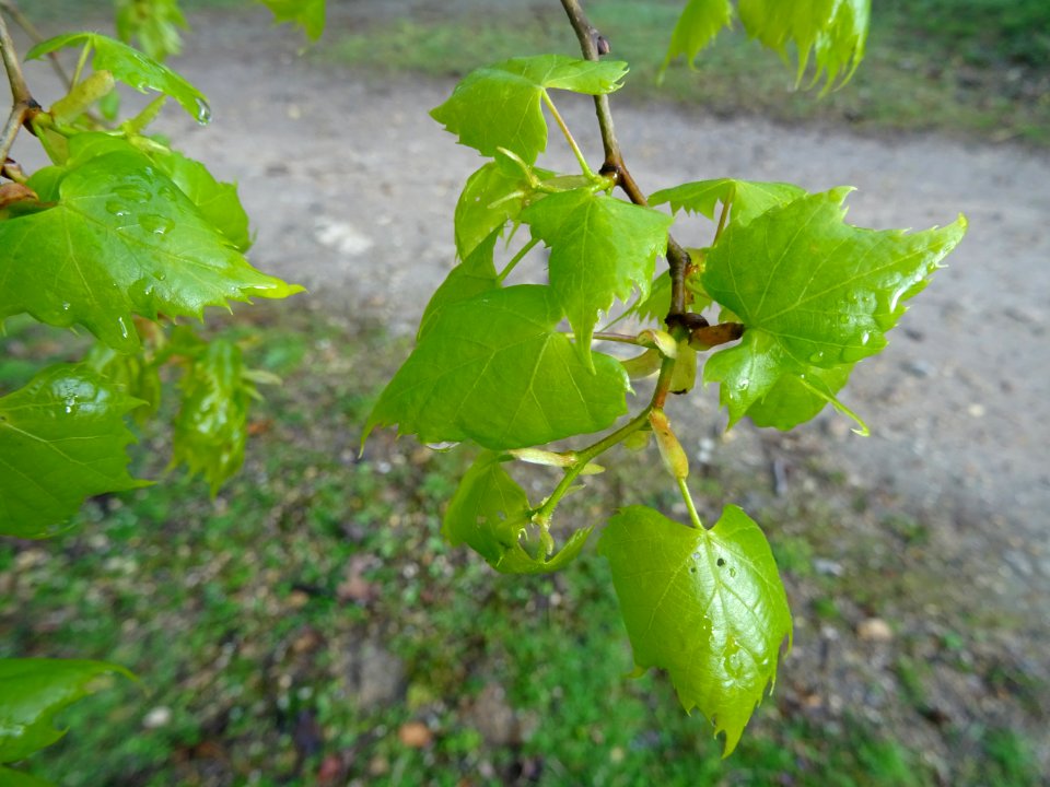 Jeunes feuilles de Tilleul de Mongolie ou Tilleul à feuill… 
