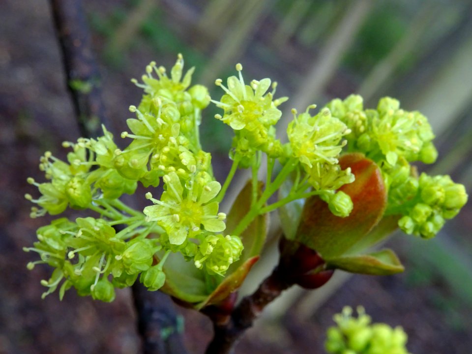 Bourgeons et inflorescences d'érable plane, Acer planatoid… 