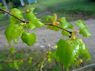 Jeunes feuilles de Tilleul de Mongolie ou Tilleul à feuill… 