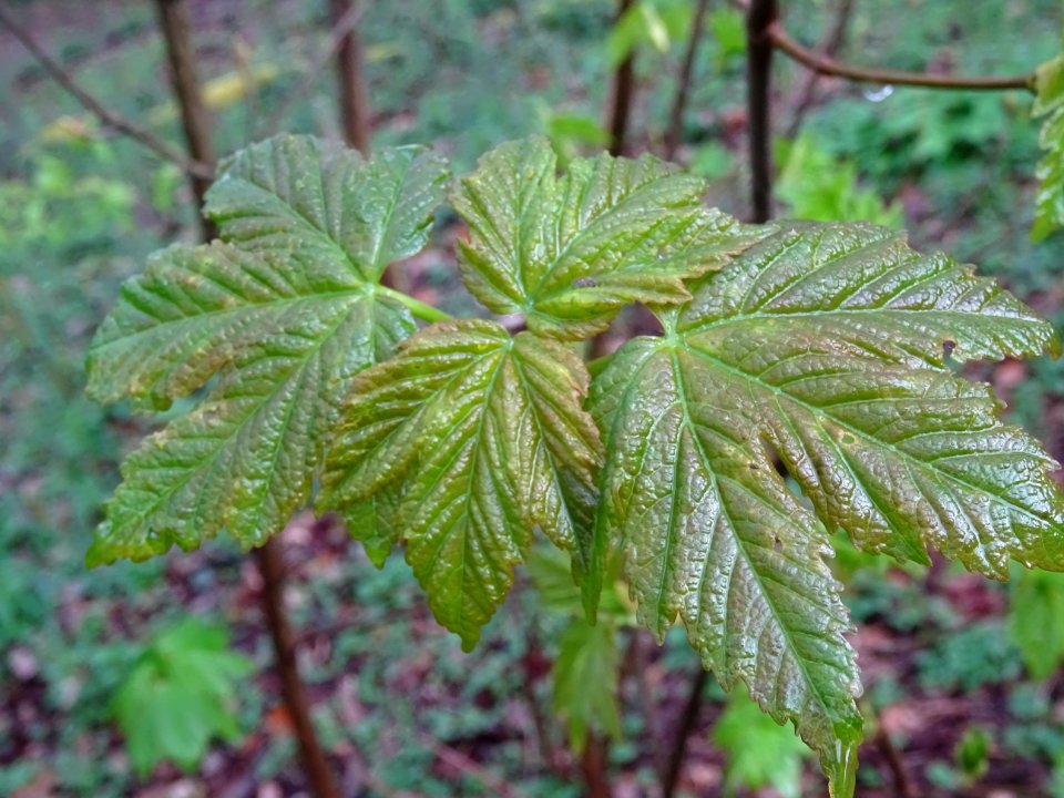 Jeunes feuilles, Erable sycomore, Acer pseudoplatanus, Acé… 