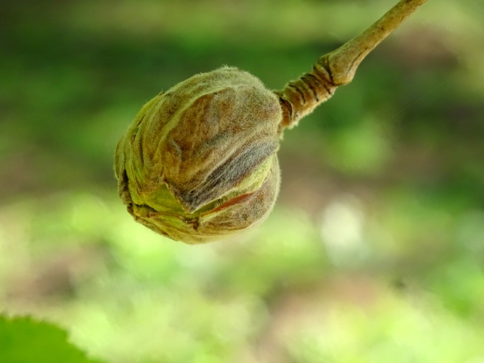 Châton femelle entouré de bractées protectrices, Noisetier… 