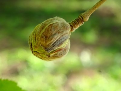 Châton femelle entouré de bractées protectrices, Noisetier… 