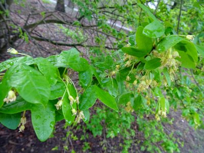Rameaux d'érable de Montpellier, fleurs aux longs pédoncul… 