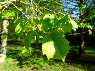Feuilles de noisetier ou coudrier, Corylus avellana, Coryl… 