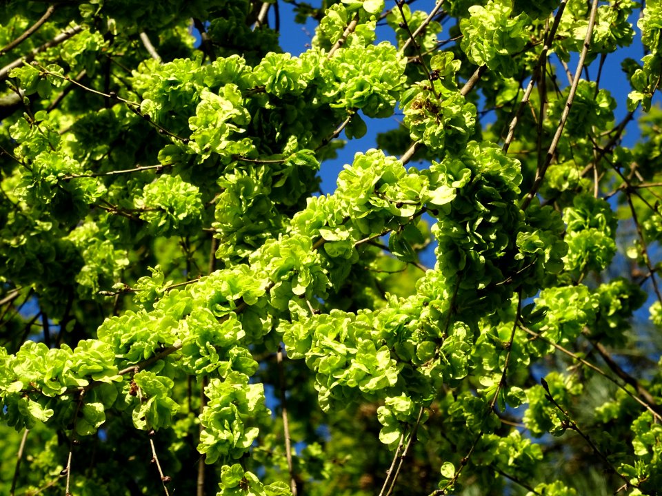 Samares immatures d'Orme champêtre, Ulmus campestris, Ulma… 