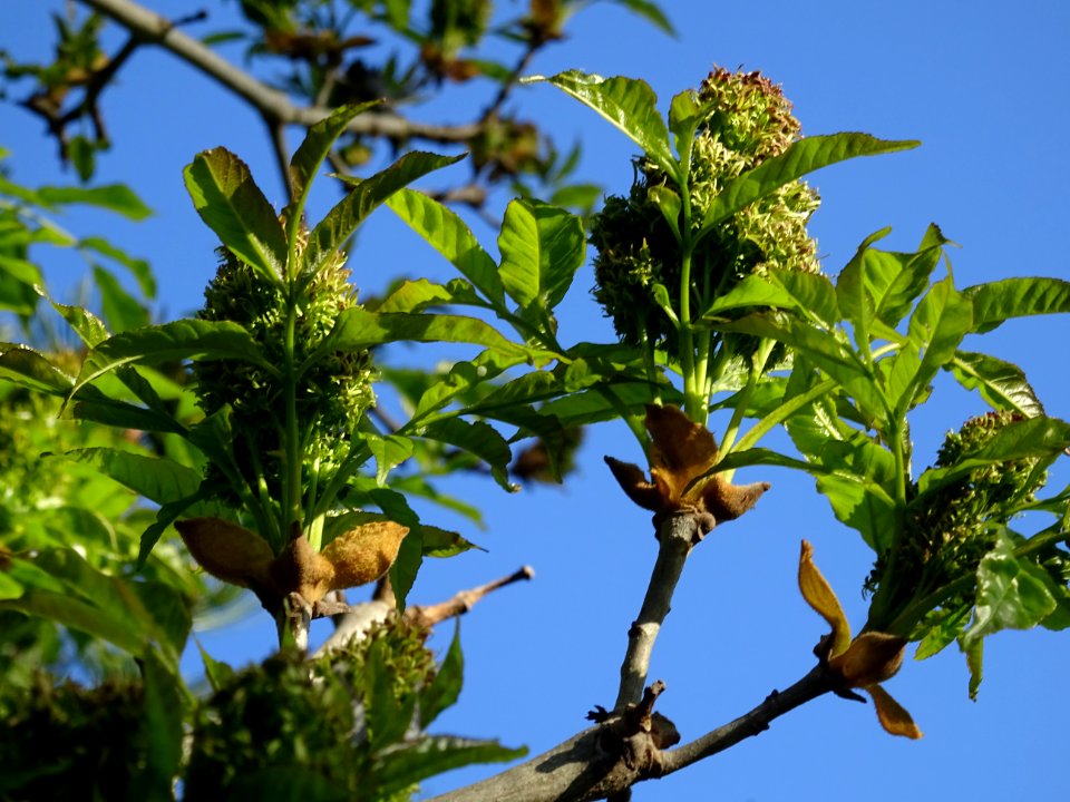 Fleurs et jeunes feuilles de Frêne élevé, Fraxinus excelsi… 