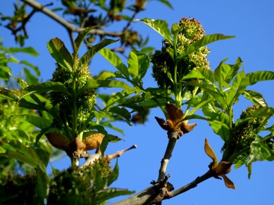 Fleurs et jeunes feuilles de Frêne élevé, Fraxinus excelsi… 